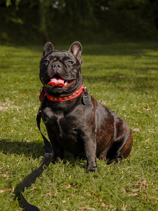 Why Your Dog Is Aggressive and How to Stop It