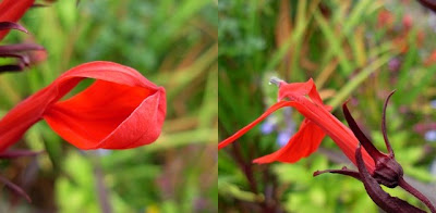 lobelia cardinalis