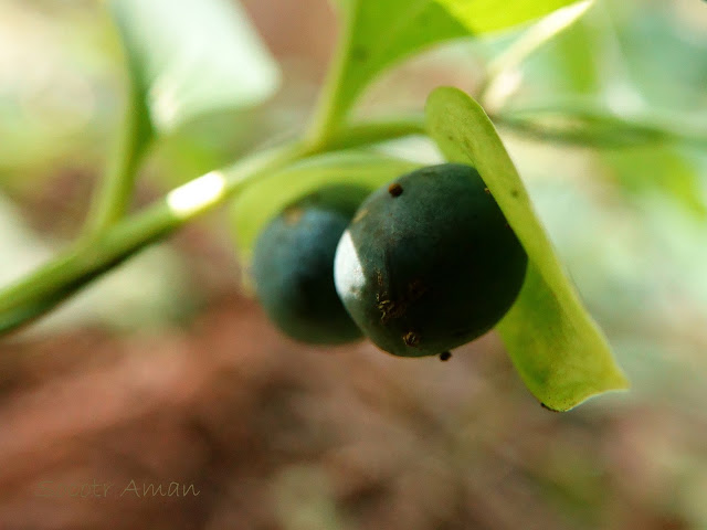 Polygonatum involucratum
