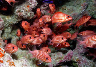 Squirrelfish