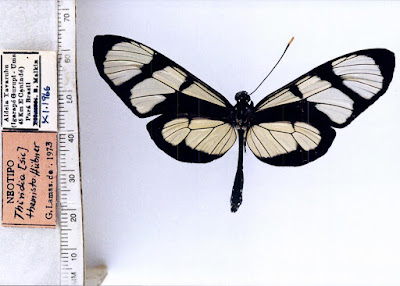 Mariposa temisto (Methona themisto)