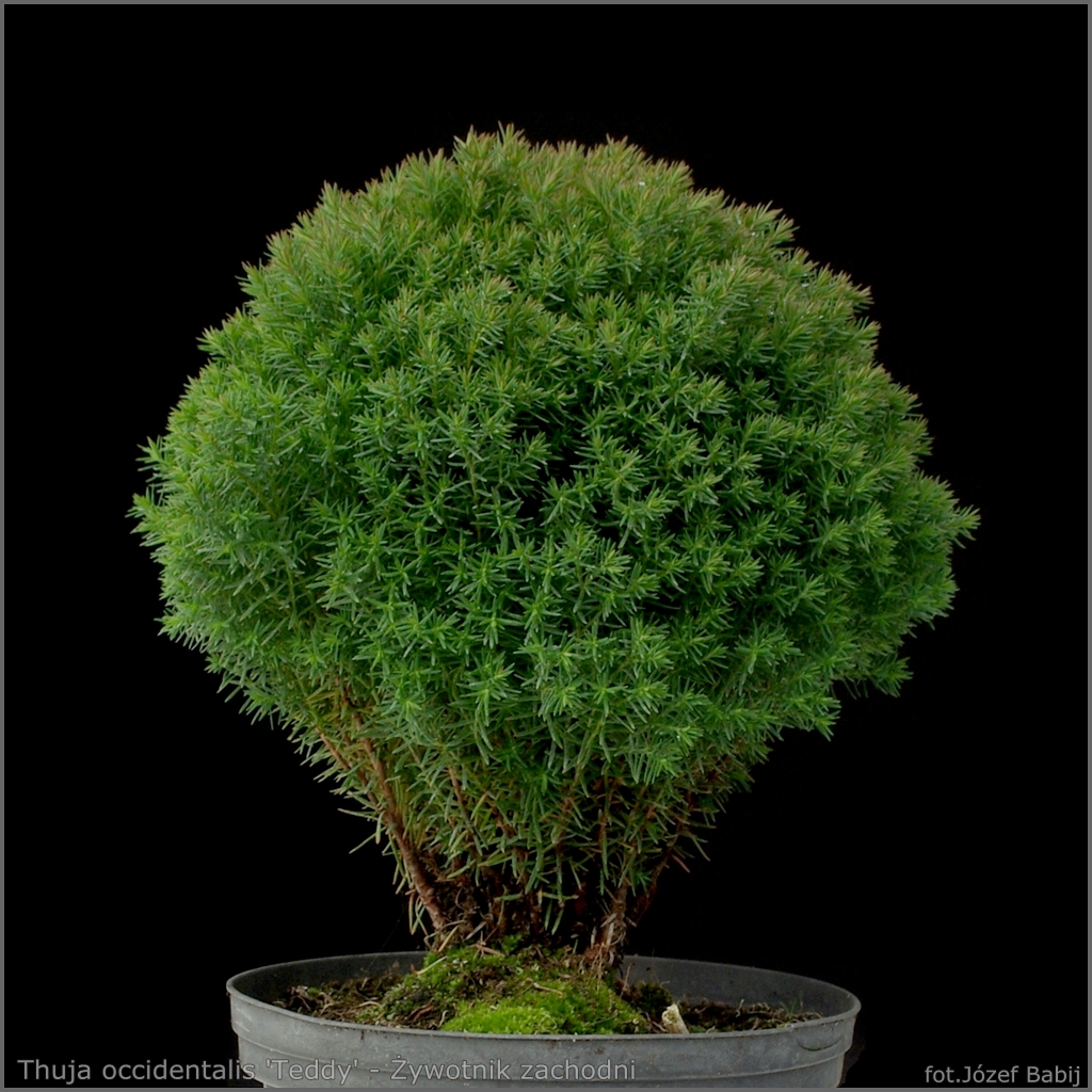 Thuja occidentalis 'Teddy' - Żywotnik zachodni 'Teddy'