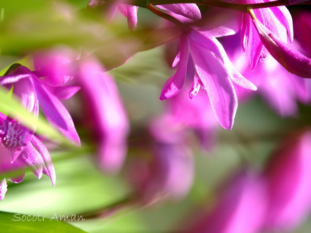 Bletilla striata