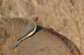 bufago de pico rojo Buphagus erythrohynchus