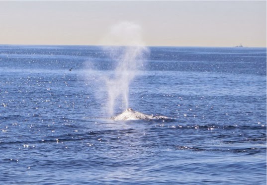 SanDiegoWhaleWatch-16-2014-01-14-15-21.jpg