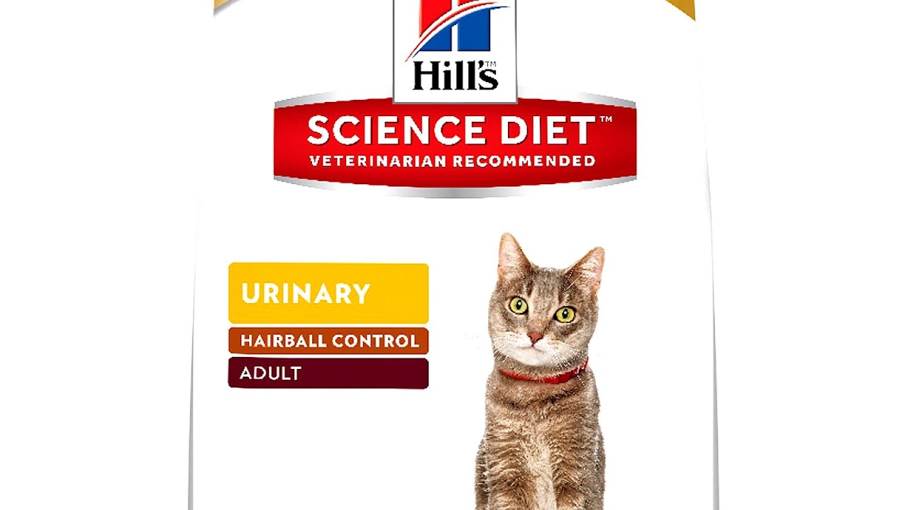 Feline lower urinary tract disease Cat