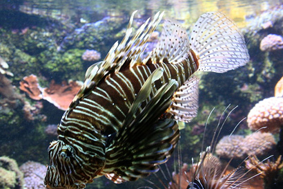 Pterois Volitans