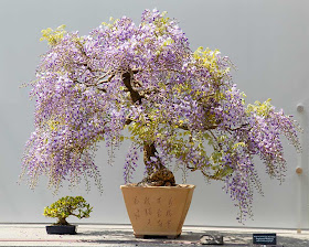 Japanese wisteria floribunda kuyshaku Bonsai Tree in Bloom