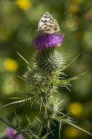 Melanargia lachesis