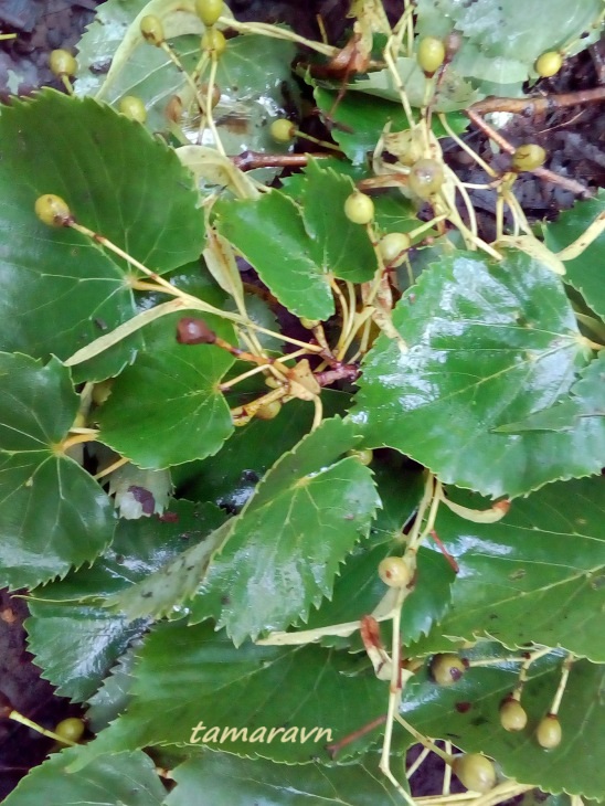 Липа амурская (Tilia amurensis)