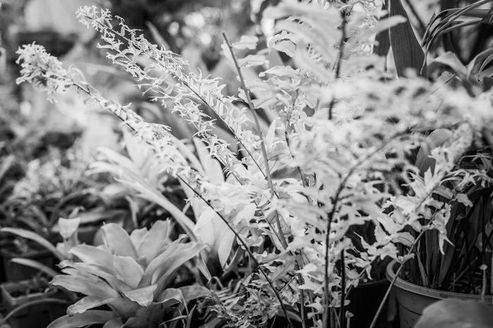 photo of black and white fern
