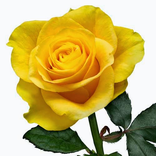  Arti  Berbagai Bunga  Mawar  Berdasarkan Warna Rangkai Bunga 