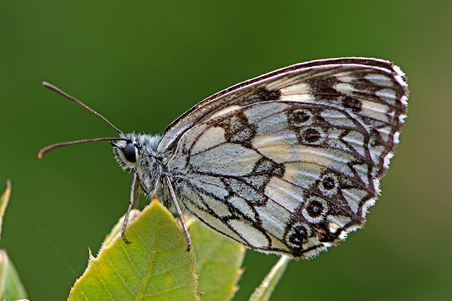 Melanargia galathea the Marbled White butterfly