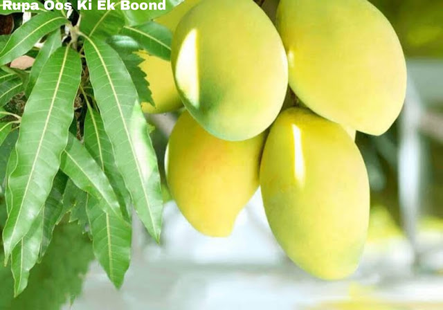 आम ~Aam ~ Mango