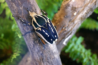 Scarabée des fleurs - Mecynorhinella ugandensis