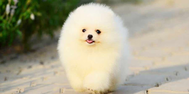 cute puppy