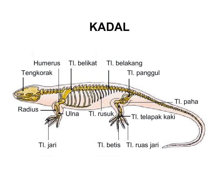 49+ Inspirasi Gambar Rangka Hewan Reptil