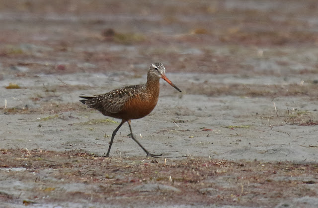 Hudsonian Godwit