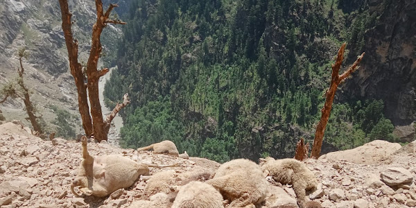 Devastating Landslide Claims the Lives of Over 287 Sheep in Kishtwar's Paddar Subdivision