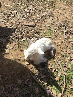 baby goats, Saanen goats, farm life, 