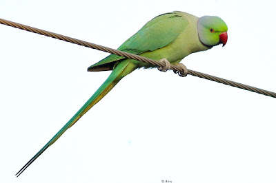 Rose-ringed Parakeet