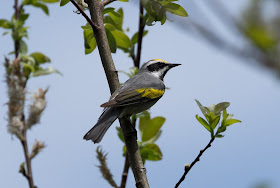 Golden-winged Warbler - Shumsky Road, Michigan, USA