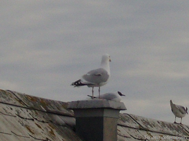 SNC19958_resize