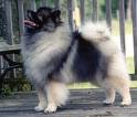 Anjing keeshond