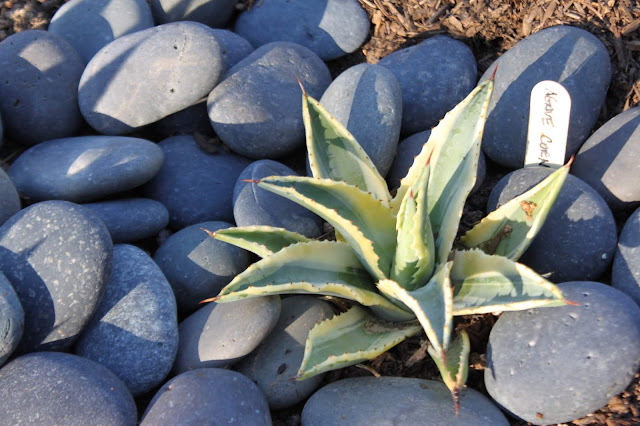 Agave 'Cornelius'