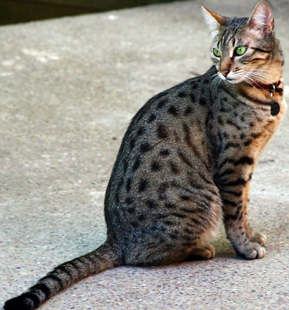 Attractive Egyptian Mau Cat with belt picture