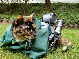 Ereneko: Kucing Cosplayer Lucu dari Jepang