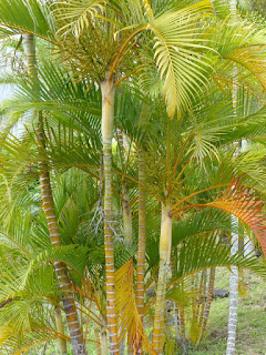 Palmier multipliant - Palmier d'arec - Aréquier - Palmier à canne jaune - Palmiste multipliant - Dypsis lutescens