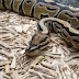 Autoridades decomisan una boa constrictor y una pitón real.