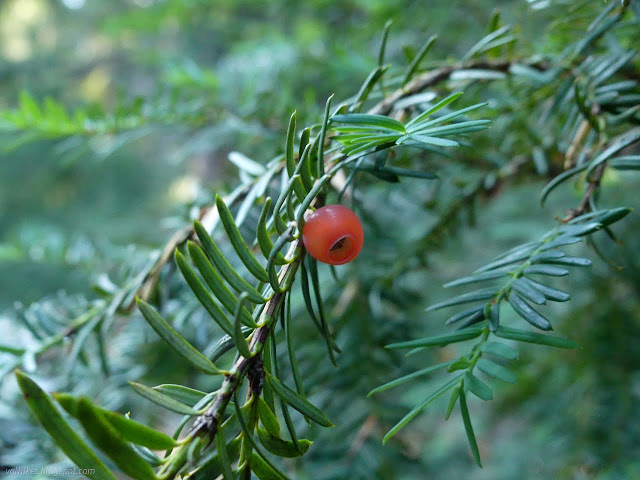 001: red berry on a conifer