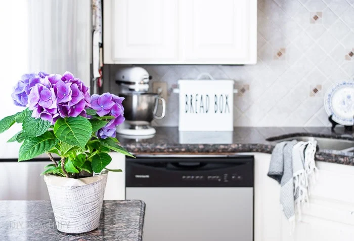 fresh hydrangea plant on kitchen counter