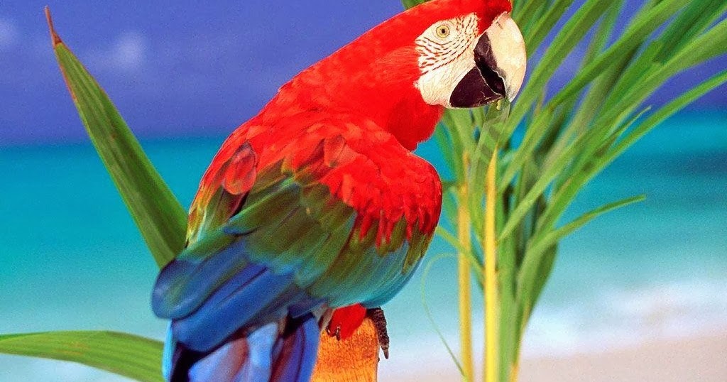 Indahnya Warna Burung Kakak    Tua Merah ~ Gembala News