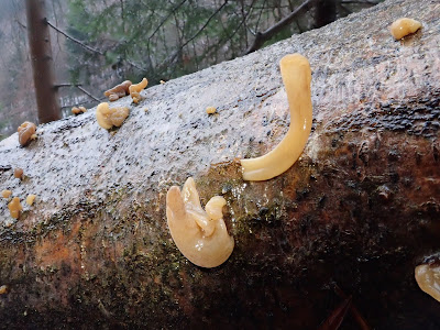 przełom Dunajca, Pieniny, grzyby zimowe, grzyby 2018, grzyby w grudniu, uszak bzowy, płomiennica zimowa, czarka, trzęsak pomarańczowożółty, trzęsak listkowaty, łzawnik, fałdówka kędzierzawa, kisielnica, czyreń