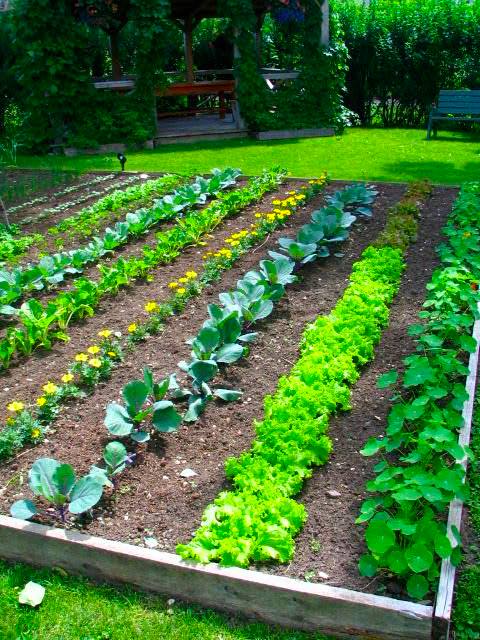 Perfect Backyard Vegetable Garden Design Plans Ideas | stlhandmade