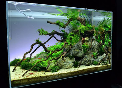 Desain Aquascape