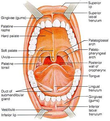 heart attack symptoms pictures. hair heart attack symptoms in