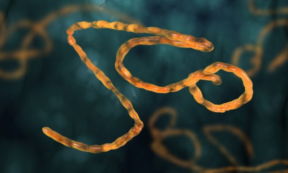 Kongo'da ebola salgını can almaya devam ediyor.