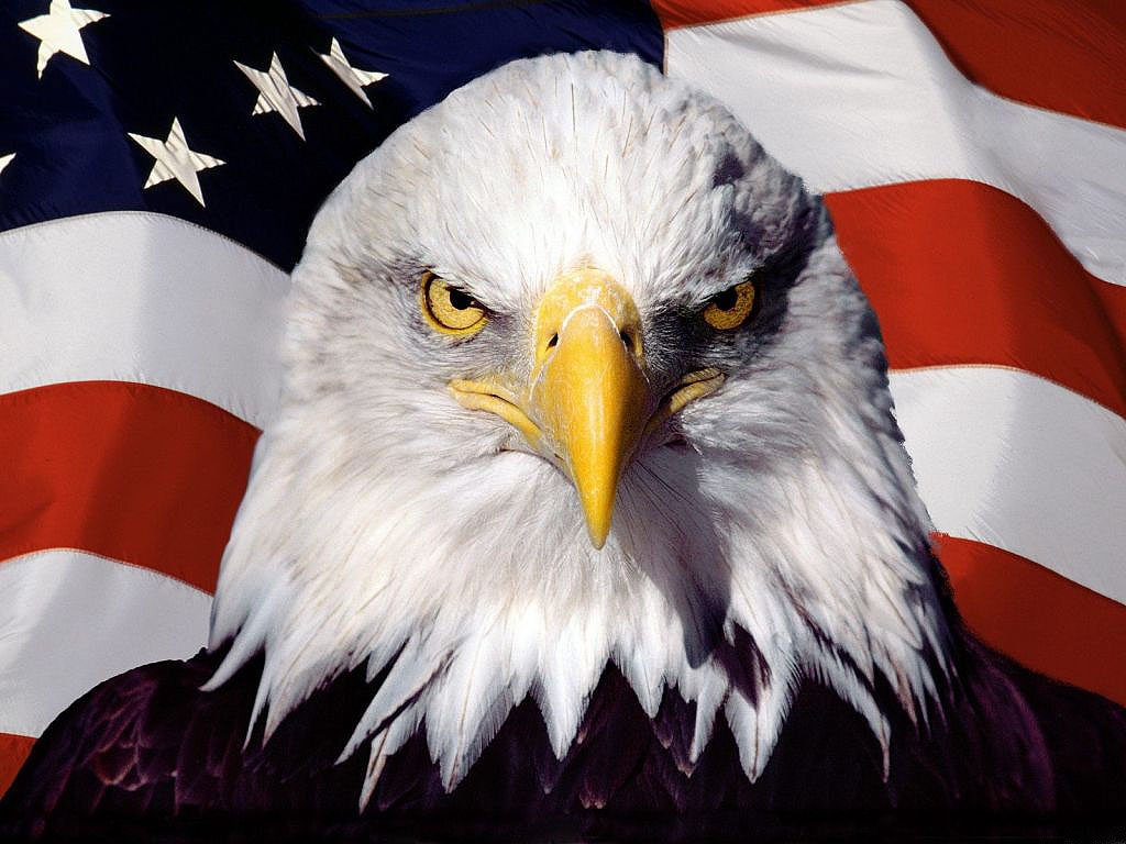 Bald Eagle American Flag