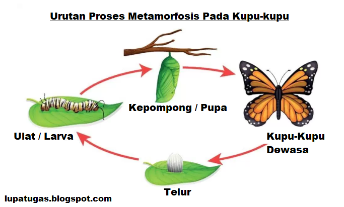 Metamorfosis Kupu  Kupu  Elhasany Software