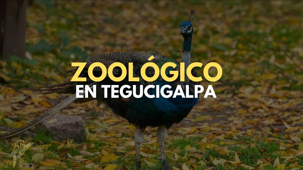 ZOOLOGICO ROSY WALTHER 