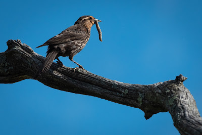 Red-winged Blackbird, Beaver Marsh, Cuyahoga Valley National Park