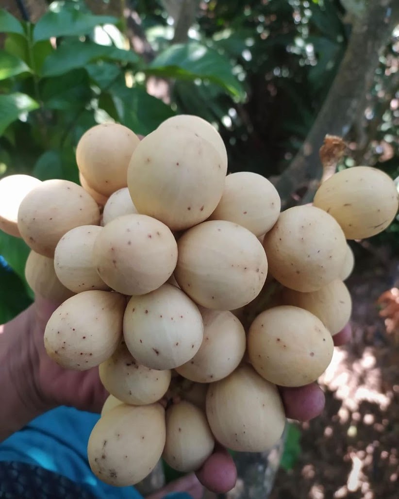 tanaman buah bibit duku tanpa biji melayani proyek penghijauan Sumatra Utara