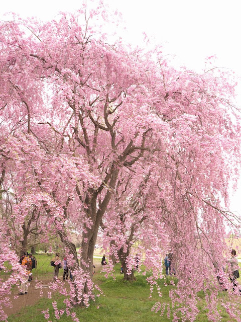 北上展勝地 さくらまつり 枝垂れ桜