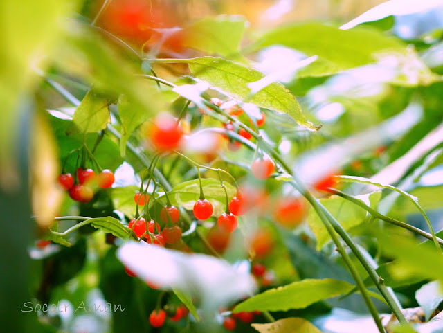 Solanum maximowiczii