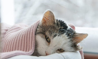 a sick cat in bed
