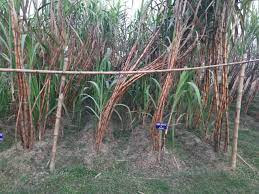 sugarcane breeding institute recruitment